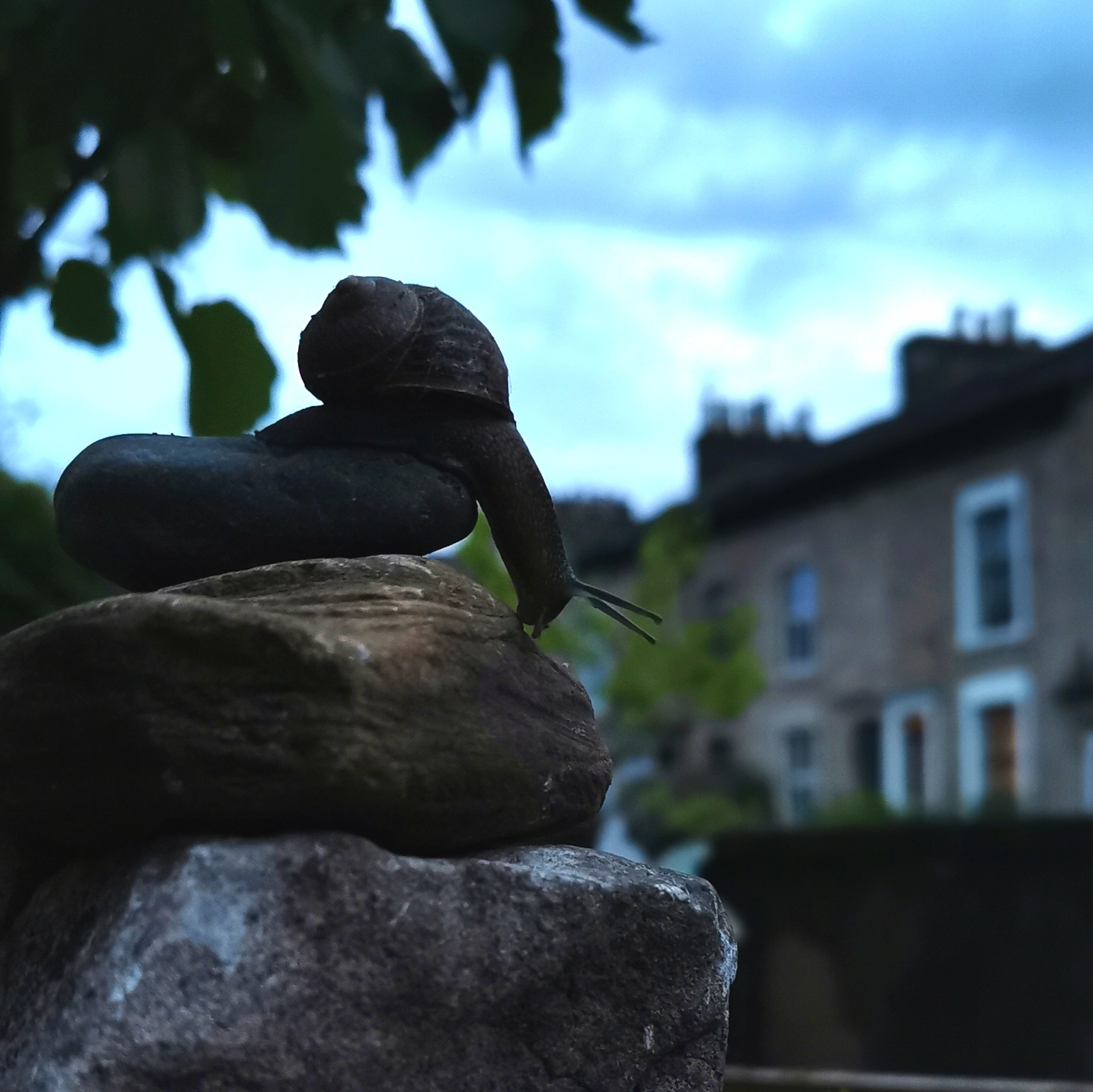 Lancaster Eco Landscaping snail
